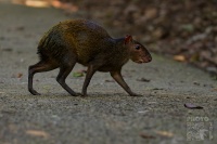 Aguti stredoamericky - Dasyprocta punctata - Central American Agouti 3704